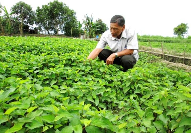 Giá bạc hà cá hiện nay