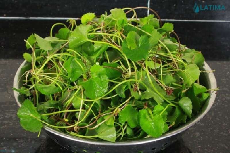 Centella asiatica trong nước muối 