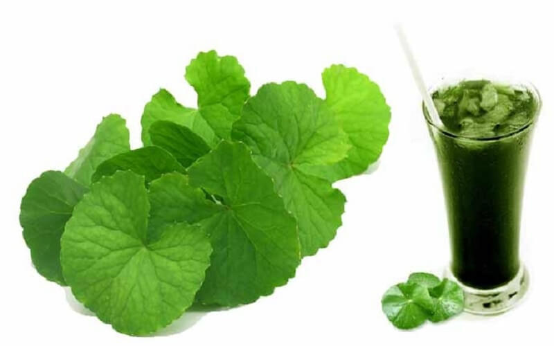 Gotu kola là một loại thuốc dân gian 