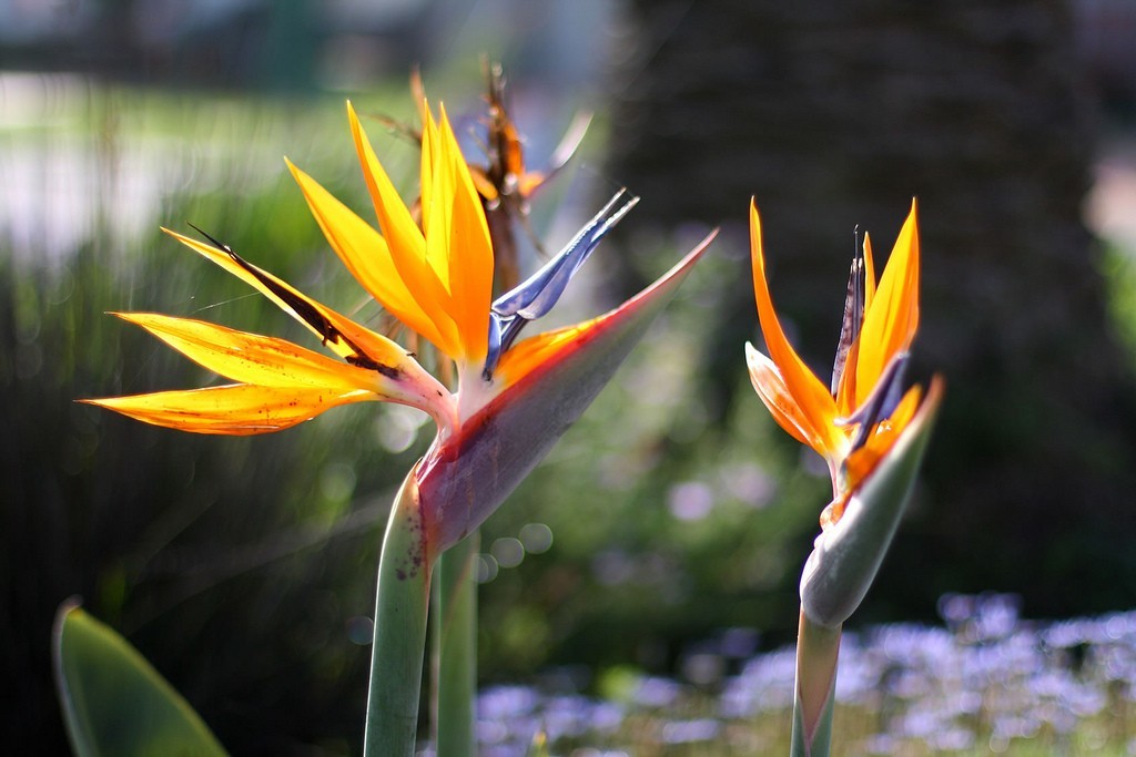 Tính năng đặc biệt của Bird of Paradise Flower 1