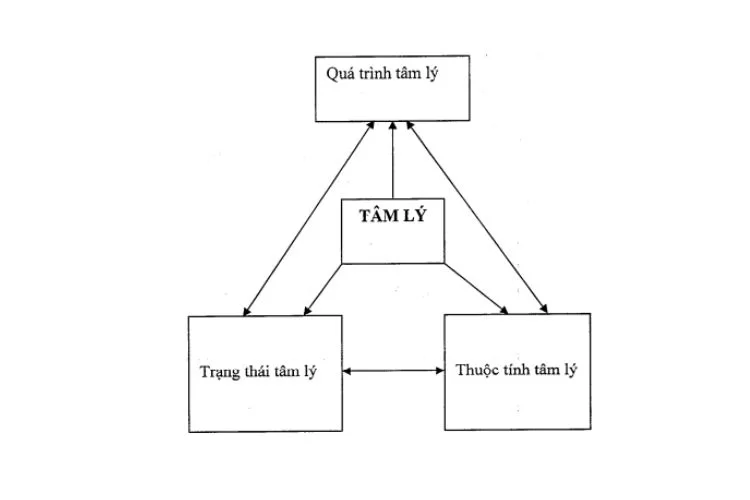 Tâm lý là gì? Phân loại các hiện tượng tâm lý