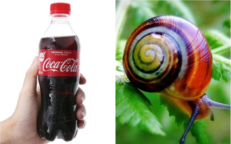 Bắt ốc bằng nước coca