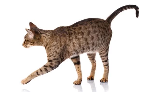 Mèo Tabby là gì? Đặc điểm và cách nhận dạng mèo Tabby