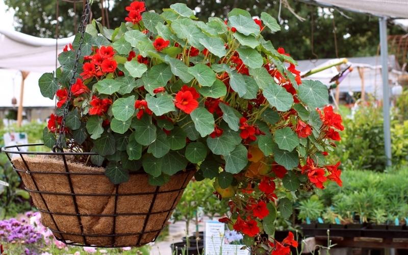 Nasturtiums đuổi kiến