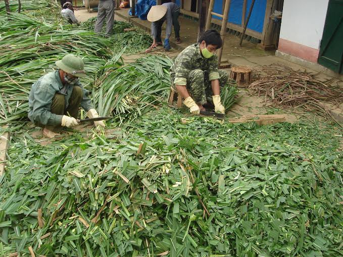 Cách làm phân trộn thức ăn cho bò 3