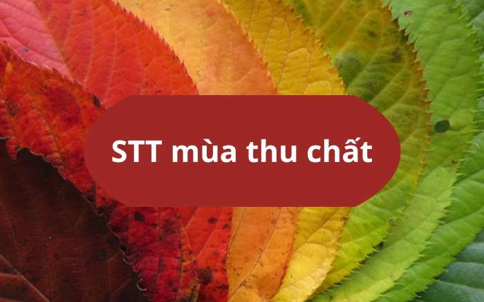 STT mùa thu chất