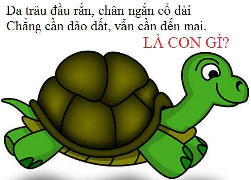 Câu đố về động vật 4