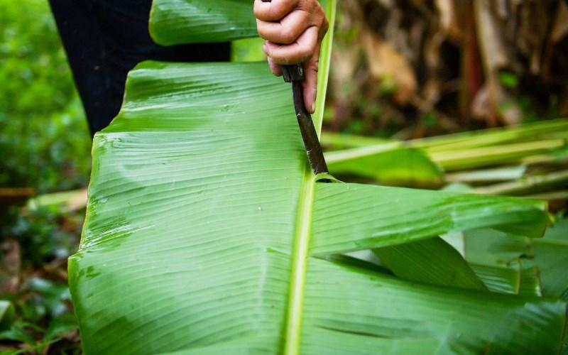 Giải pháp 3 trị bong tróc và ngứa da khoai môn