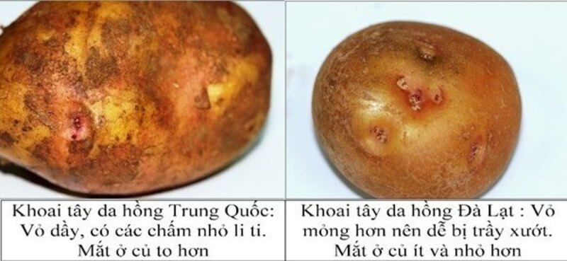 Phân biệt khoai tây Đà Lạt