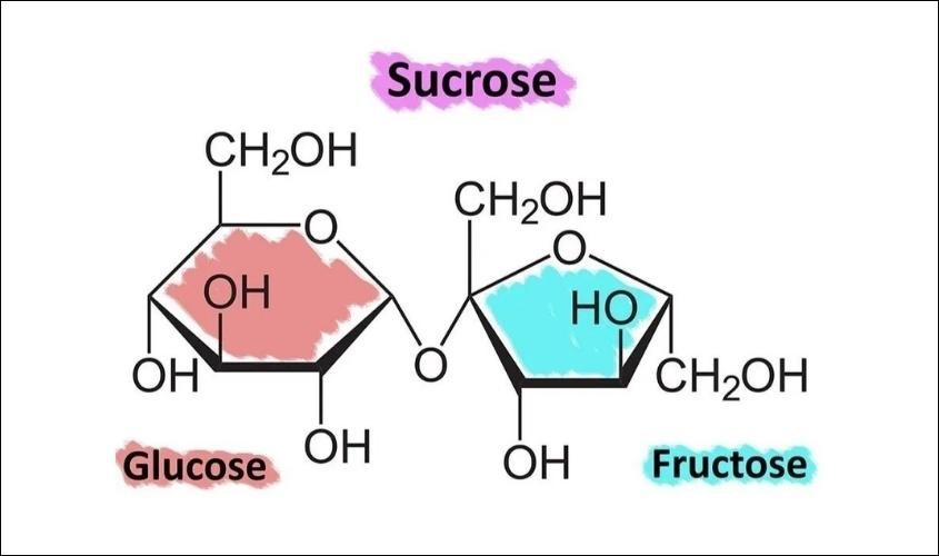 Sucrose (saccharose) là gì? Vai trò của sucrose đối với sức khỏe