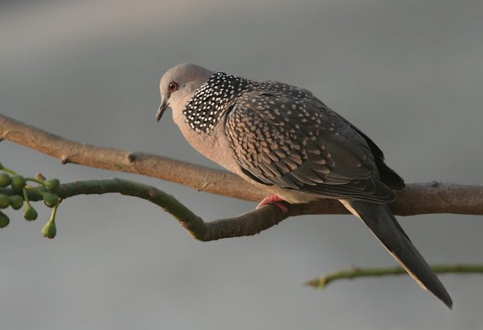 Nuôi chim bồ câu