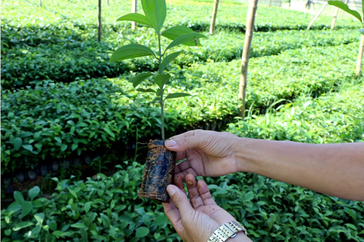 03 trường hợp bắt buộc chuyển giao quyền sử dụng giống cây trồng đã được bảo hộ